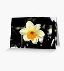 Daffodil Greeting Card