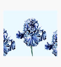 Dutch Iris - cornflower blue Photographic Print