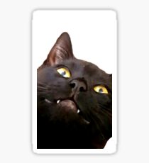 Avocat Sticker
