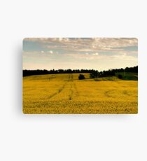 Canola Gold Canvas Print