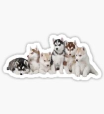 Baby Huskies Sticker