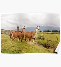Ecuadorean Llamas Poster