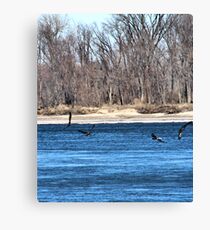 Eagles Feeding Canvas Print