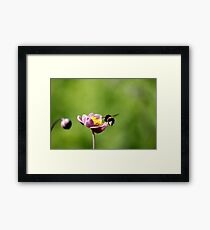 Bumble Framed Print