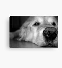 Baxter Canvas Print