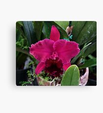 Red Glory Canvas Print