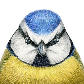 Blue Tit Drawing by Miri Leshem Pelly Art Board Print for Sale by True  Bliss Nature