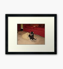 kittens playing Framed Print
