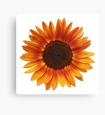 Sunflower Canvas Print