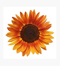 Sunflower Photographic Print