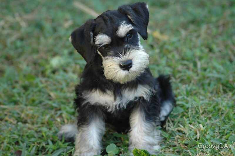 black and silver miniature schnauzer for sale