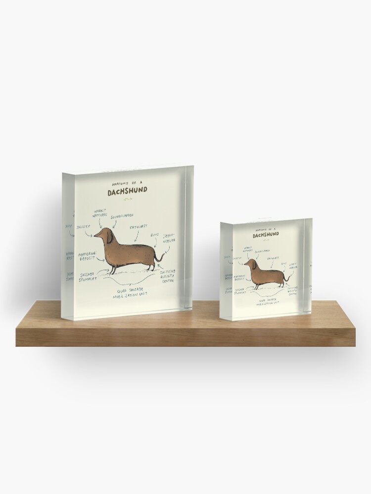 Alternate view of Anatomy of a Dachshund Acrylic Block