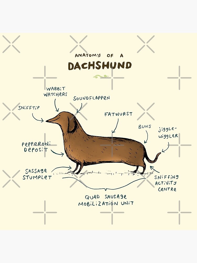 Anatomy of a Dachshund by SophieCorrigan