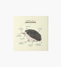 Anatomy of a Hedgehog Art Board