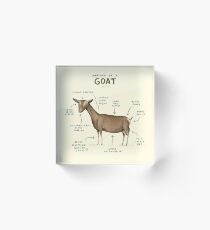 Anatomy of a Goat Acrylic Block