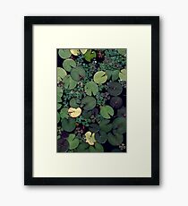 Lily Pads Framed Print