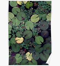 Lily Pads Poster