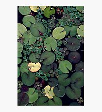 Lily Pads Photographic Print