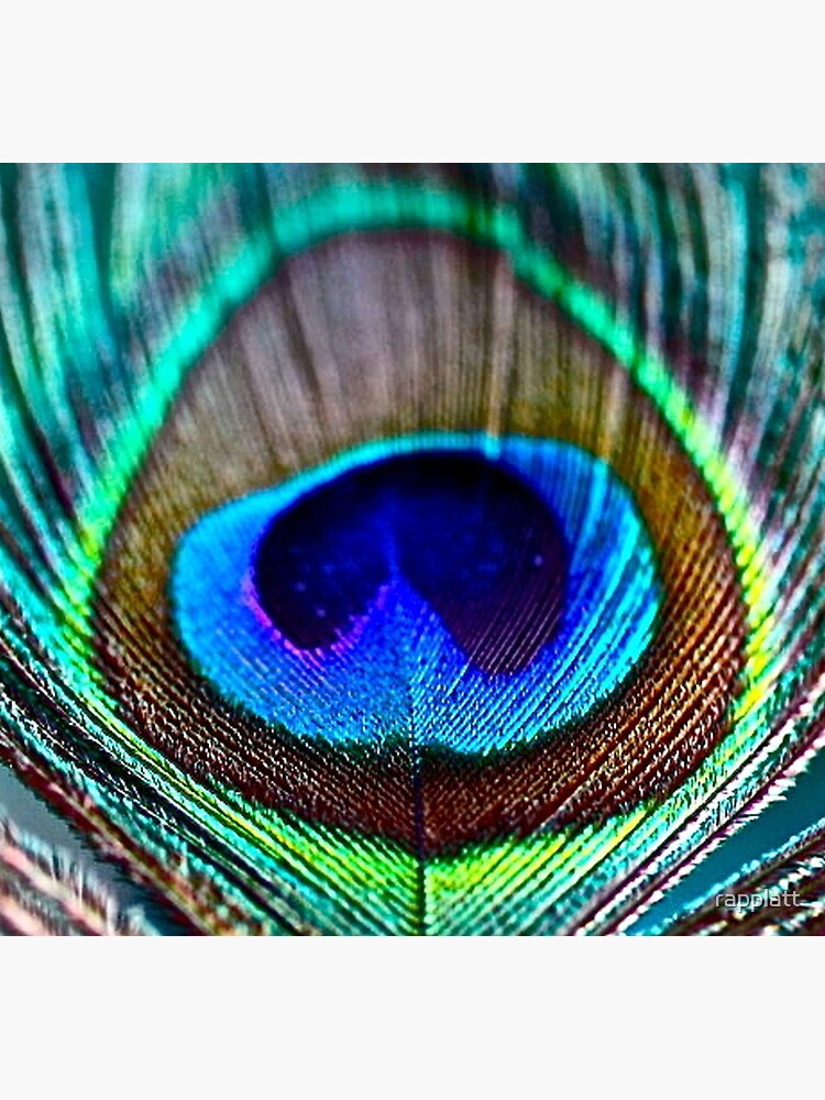 Peacock Feather by rapplatt