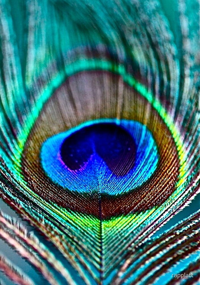 "Peacock Feather" by rapplatt | Redbubble