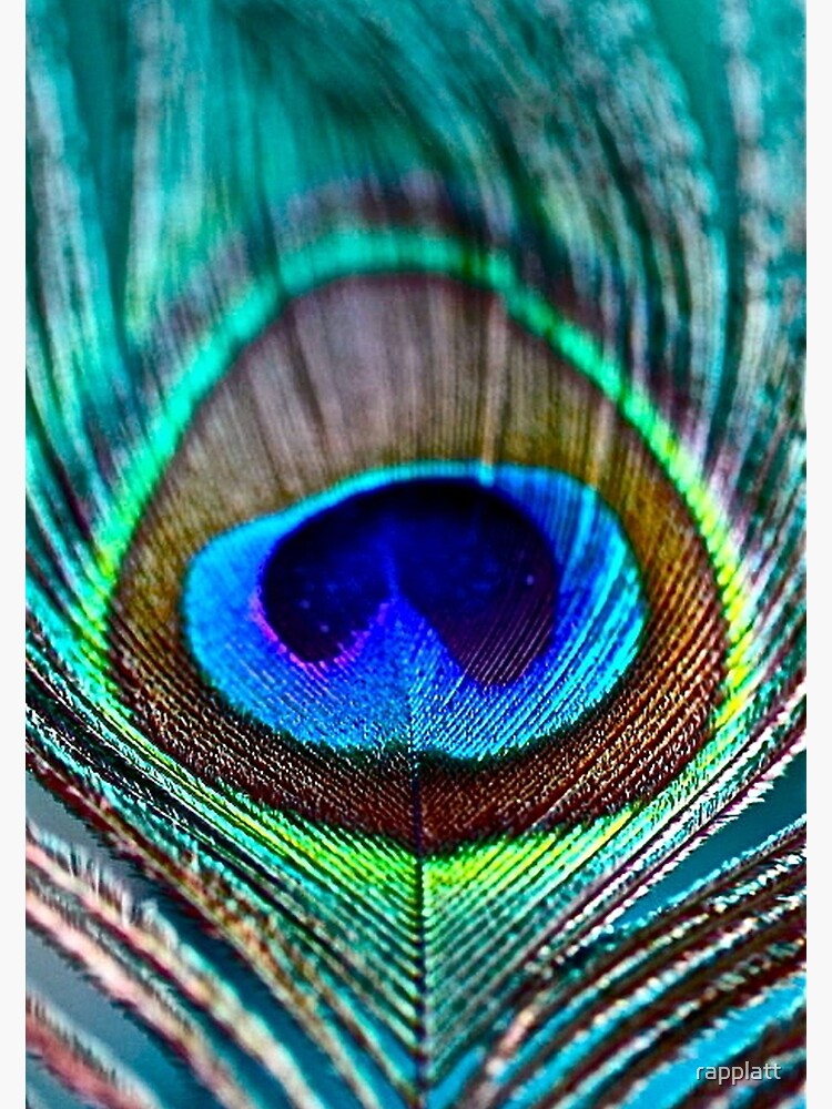 Peacock Feather by rapplatt