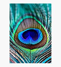 Peacock Feather Photographic Print