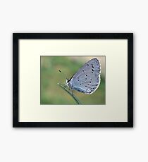 Holly Blue Framed Print