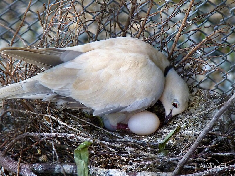 "Perfect Beginning Mother & Child African Collared Dove NZ" by