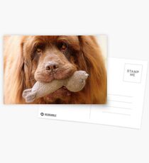 Pleeeese! come play with us - Big Doggy - NZ Postcards