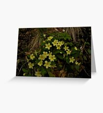 Primrose, Drumlamph Wood, County Derry Greeting Card