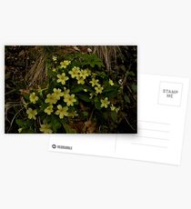 Primrose, Drumlamph Wood, County Derry Postcards