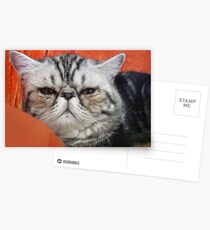 Persian Exotic Postcards