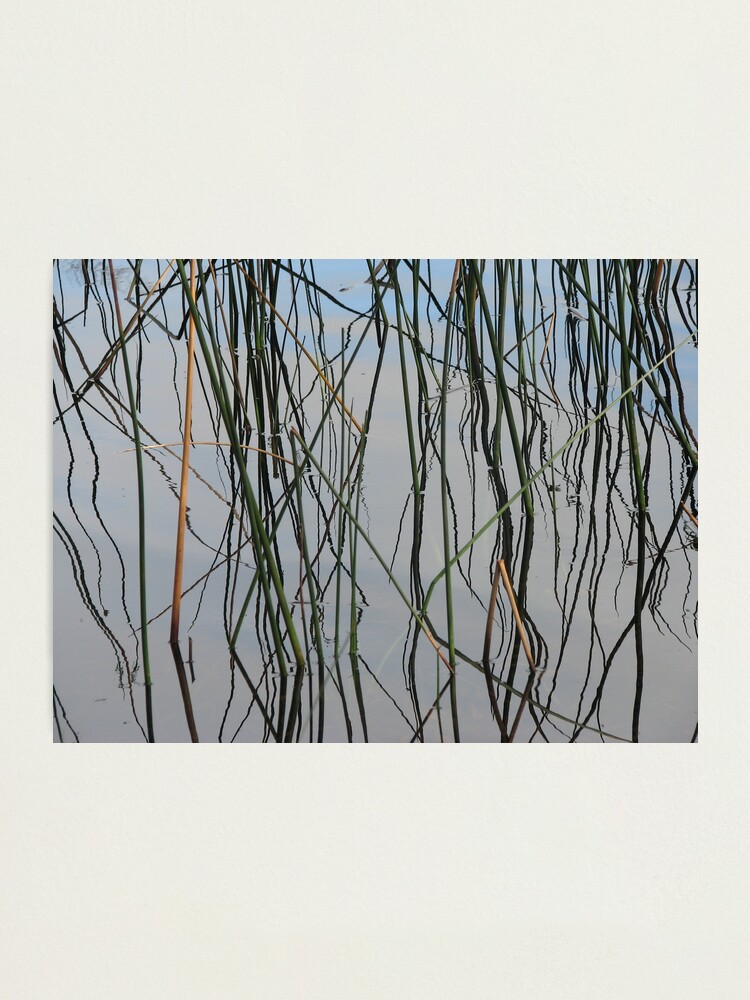 Alternate view of Wobbly Reeds Photographic Print