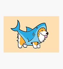 Corgi In a Shark Suit Photographic Print