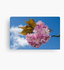 Cherry blossom Canvas Print