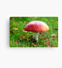 Magical Hallucinations - Amanita Muscaria - Fungi - NZ Metal Print
