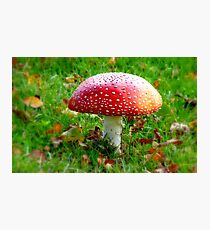 Magical Hallucinations - Amanita Muscaria - Fungi - NZ Photographic Print