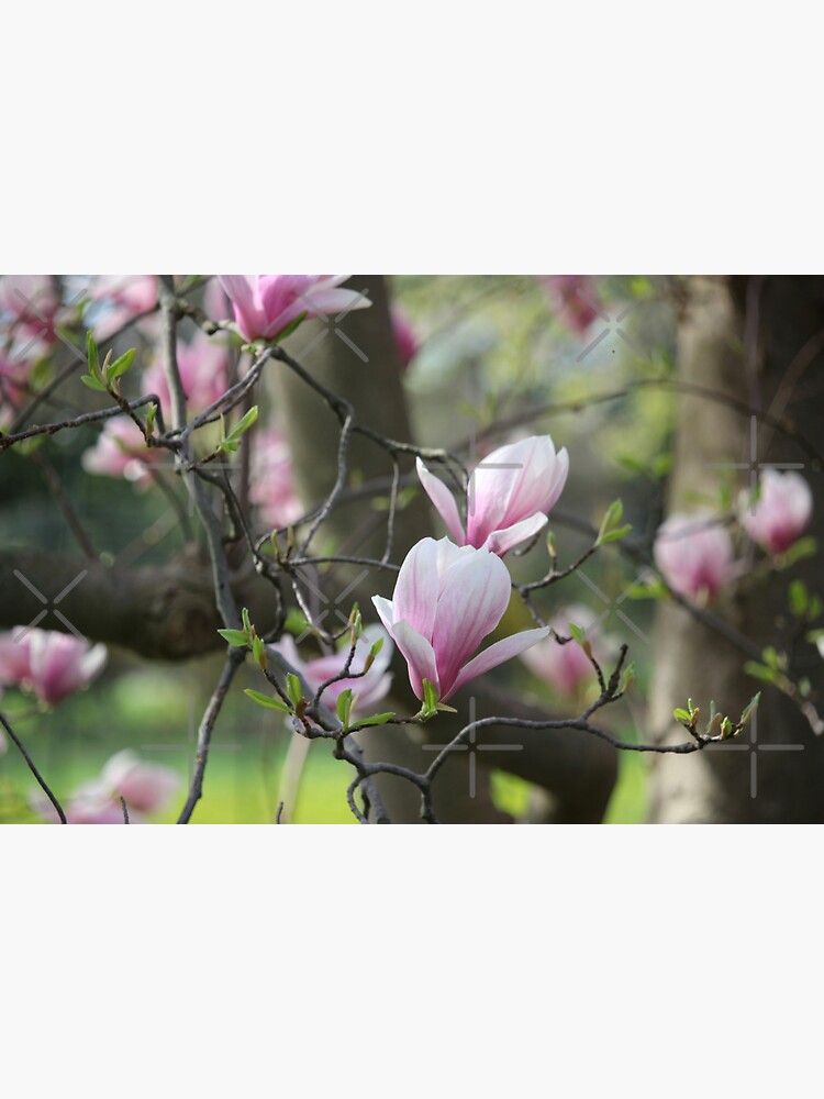 Spring's blush by debfaraday
