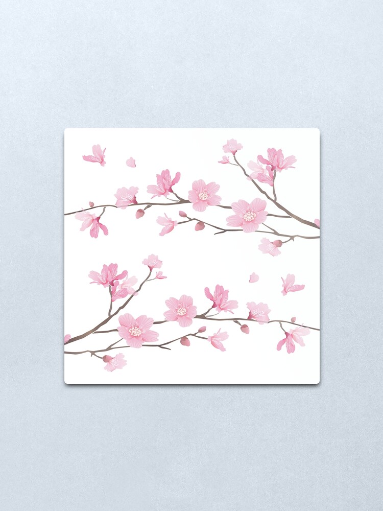 Cherry Blossom Transparent Background Metal Print By