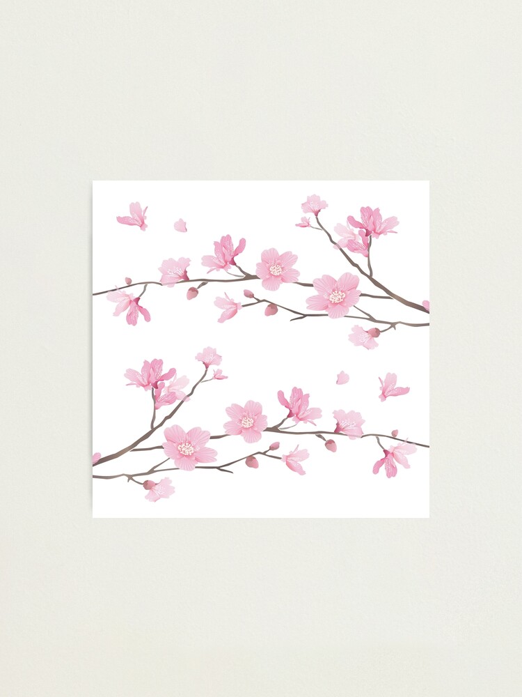 Cherry Blossom Transparent Background Photographic Print By