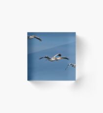 Four White Pelicans Approaching Acrylic Block