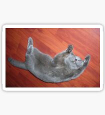 British blue cat Sticker