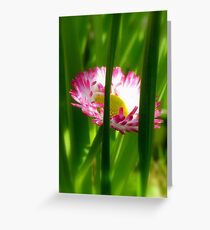 Make way Pink Bloom Peeking Through! - Wild Daisy - NZ - Southland Greeting Card