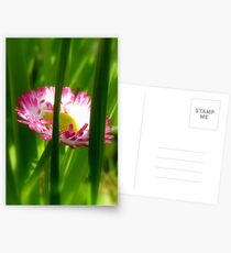 Make way Pink Bloom Peeking Through! - Wild Daisy - NZ - Southland Postcards