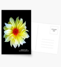 YELLOW DAHLIA Postcards
