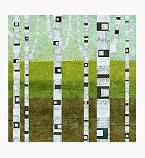 Summer Birches Photographic Print