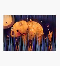 daisy's night garden Photographic Print