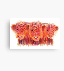 Scottish Highland Hairy Cows 'THE BOYS' by Shirley MacArthur Canvas Print