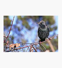 le Best des Etourneaux 1.01.2015 (c)(t) by Olao-Olavia / Okaio Créations Photographic Print
