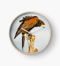 Harris Hawk on watch Clock